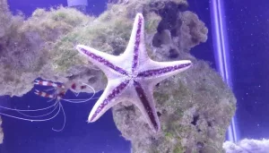 Bintang Laut Berkembang Biak Dengan Cara