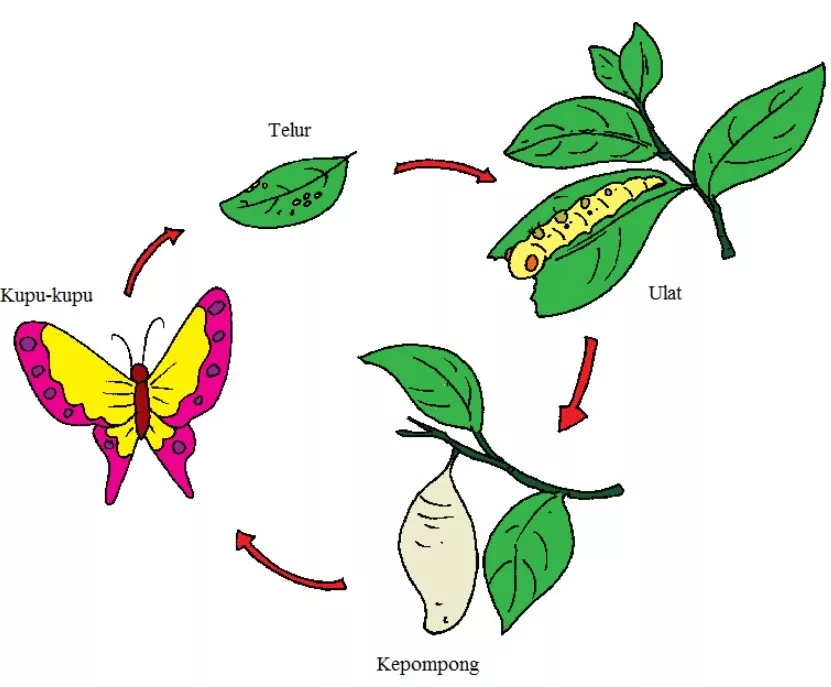 Kupu-Kupu Berkembang Biak Dengan Cara