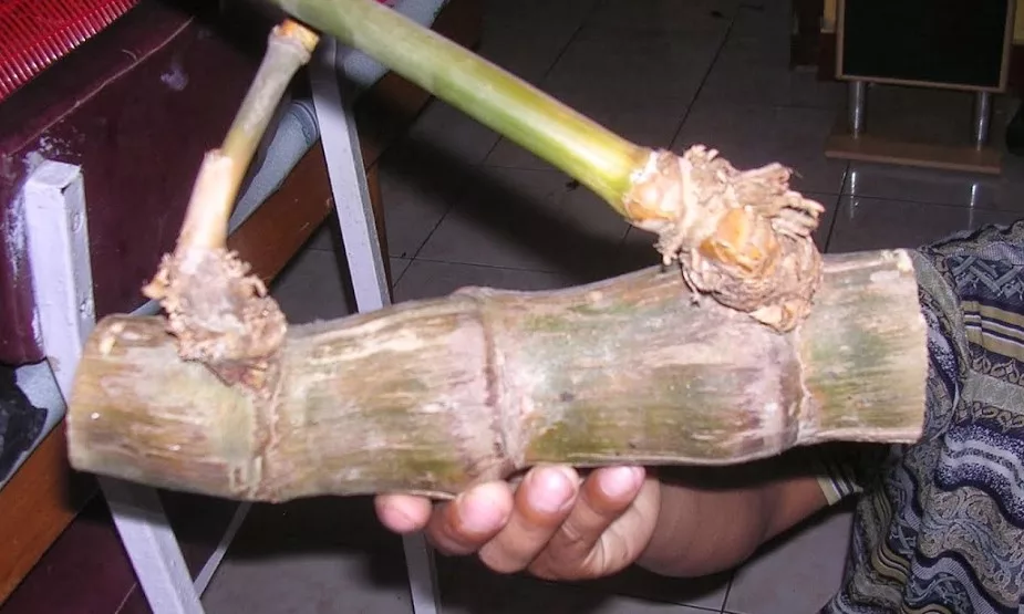 Kegunaan Bambu Petuk