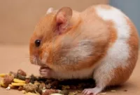 Cara Merawat Hamster