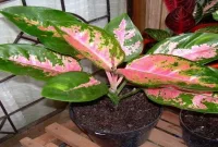 Jenis Tanaman Aglaonema