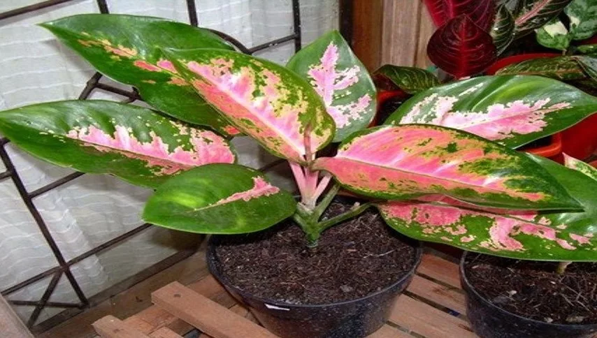 Jenis Tanaman Aglaonema