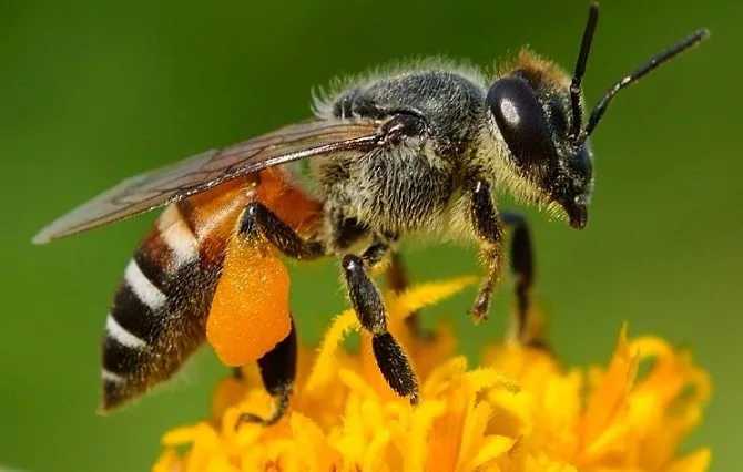 Apa itu Lebah Madu