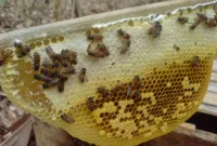 Cara Memilih Bibit Lebah Madu yang Baik