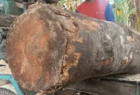 Karakteristik Kayu Nangka